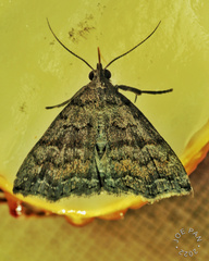 Herminiinae