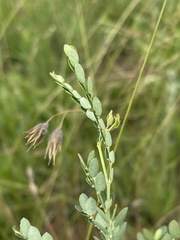 Phyllanthus parvulus