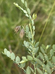 Phyllanthus parvulus