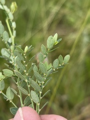 Phyllanthus parvulus