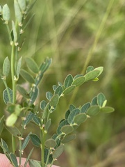 Phyllanthus parvulus