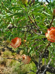 Protea caffra caffra