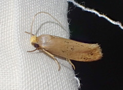 Edosa varians