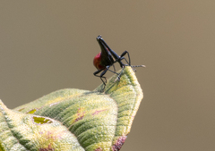Trachelophorus giraffa
