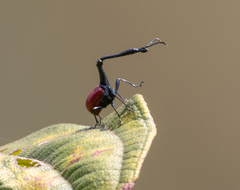 Trachelophorus giraffa