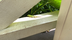Phelsuma laticauda