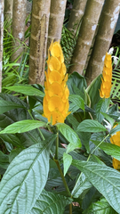Pachystachys lutea