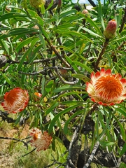 Protea caffra caffra