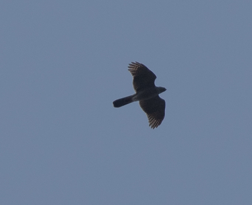 Henst's Goshawk (Astur henstii), photo 3