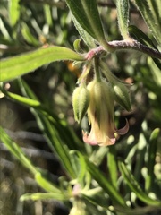 Billardiera mutabilis