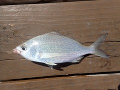 Eucinostomus
