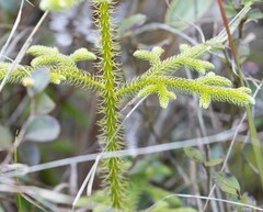 Lycopodiopsida