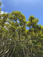 Magnoliopsida