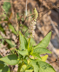 Phytolacca heterotepala image