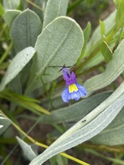 Monopsis decipiens