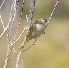 Foudia madagascariensis