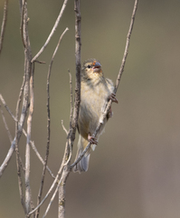 Foudia madagascariensis
