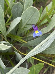Monopsis decipiens