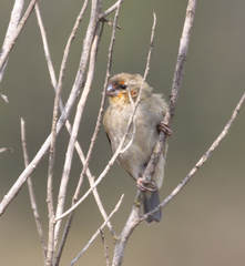 Foudia madagascariensis