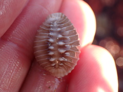 Pusula solandri