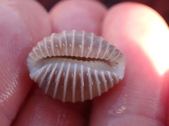 Pusula solandri