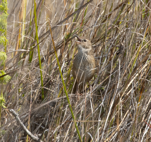 Grey Emutail (Bradypterus seebohmi), photo 5