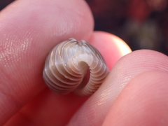 Pusula solandri