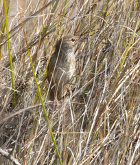 Bradypterus seebohmi