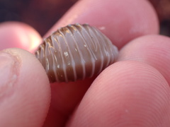 Pusula solandri