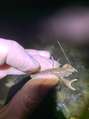 Cambarus