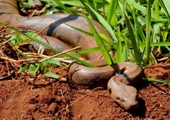 Boa constrictor