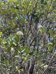 Gaertnera psychotrioides