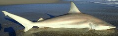 Carcharhinus limbatus