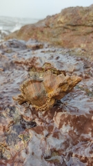 Chicoreus torrefactus