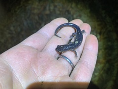 Plethodon montanus