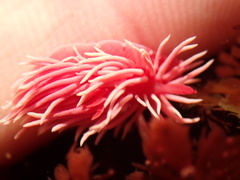 Okenia rosacea
