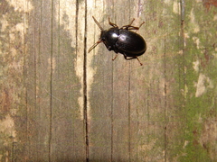 Helopini