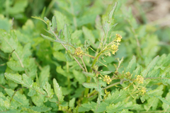 Rorippa indica