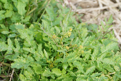 Rorippa indica