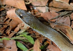 Erythrolamprus macrosomus