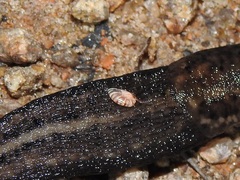 Talitroidea