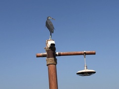 Egretta gularis