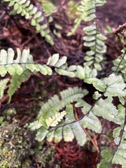 Asplenium normale normale