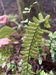 Asplenium normale normale