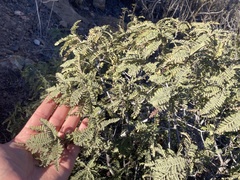 Chamaebatia australis