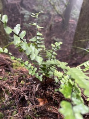 Asplenium normale normale