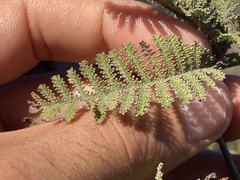 Chamaebatia australis