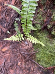 Asplenium normale normale