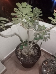 Adenium obesum
