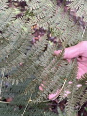 Dryopteris paleolata
